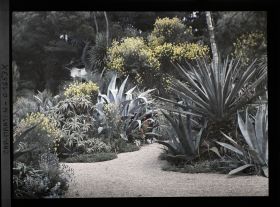 Image représentant Massifs d'agaves et d'aloès sur fond de pins et genêts en fleurs