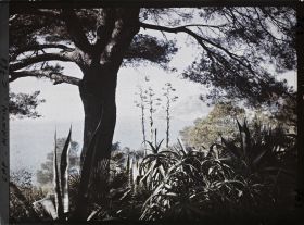 Image représentant le jardin