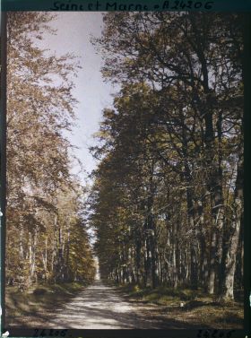 Image représentant Forêt