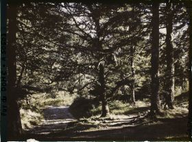 Image représentant France, Mont Dore, Sous bois près du Capucin