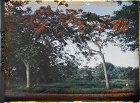 Image représentant Des flamboyants en fleurs aux abords d'une route