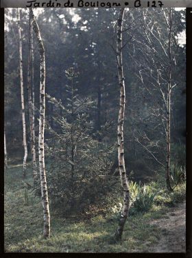 Image représentant Les bouleaux de la forêt dorée