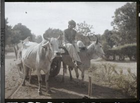 Image représentant Un attelage à deux boeufs dans le parc du palais