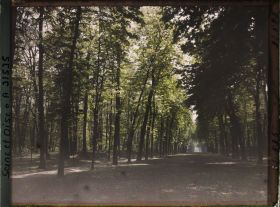 Image représentant Une allée dans le parc