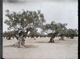 Image représentant Vieux oliviers dans une plantation (culture arabe)