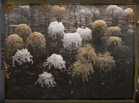 Image représentant Exposition de chrysanthèmes