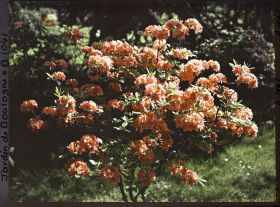 Image représentant Azalées dans la forêt bleue