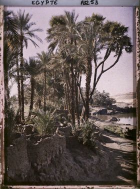 Image représentant Palmiers sur les rivages de l'île d'Eléphantine