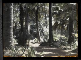 Image représentant le Jardin Palmiers