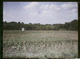 Image représentant France, Marly le Roi, Un champ de pommes de terre et de haricots