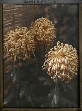 Image représentant Exposition de chrysanthèmes