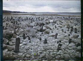Image représentant Site palafittique préhistorique des Alpes, pieux en bois visibles lors de la baisse des eaux après la grande sécheresse de 1921
