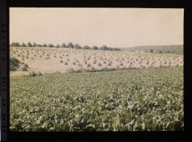 Image représentant Ile de France, Bouffemont, Champ de betteraves et blé moissonné