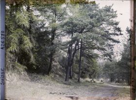 Image représentant L'île des lapins, voisine de l'île Saint-Pierre