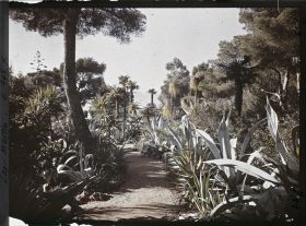 Image représentant Une allée de plantes exotiques