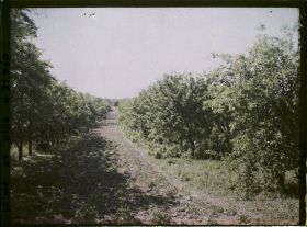 Image représentant France, Marly le Roi, Petit Champ de pommes de terre bordé d'Arbres (pruniers)
