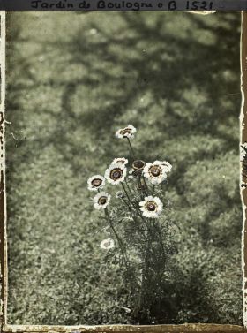 Image représentant Chrysanthème à Carême