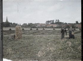 Image représentant France, Rexpoède, Les haricots