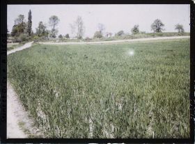 Image représentant France, Fontenay-Fleuri, Un champ de blé N° 1