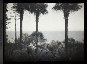 Image représentant Groupe de palmiers et fleur d'agave dominant la mer, vue prise à 15 h