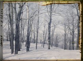 Image représentant Canada, Montréal, Ormes et bouleaux au sommet du Mt Royal