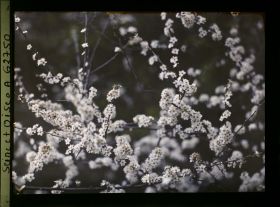 Image représentant Ile de France, Vallangoujard, Buissons d'épines en fleurs