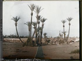 Image représentant La palmeraie