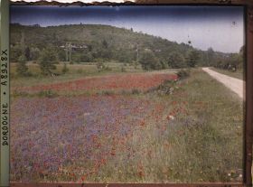Image représentant France, Abri de Laussel, Vallée de la Beune, les Champs en friche durant la guerre coquelicots et fleurs violettes