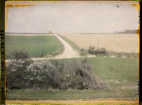 Image représentant Ile de France, Vallangoujard, Chemin de Mézière - A gauche blé et à droite Betteraves