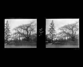 Image représentant Le parc de Maruyama