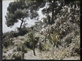 Image représentant Le Jardin, figuiers de Barbarie