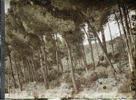 Image représentant Sous-bois de pins maritimes sur les pentes du Djebel Gouraya