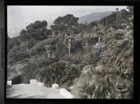 Image représentant Plantes exotiques du jardin vues au nord de la terrasse inférieure de la villa Kahn, dite villa Zamir