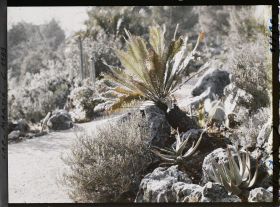 Image représentant le Jardin