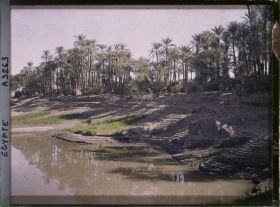 Image représentant Palmeraie au bord du Nil sur l'île d'Eléphantine