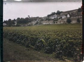 Image représentant Vignoble des coteaux de Vouvray