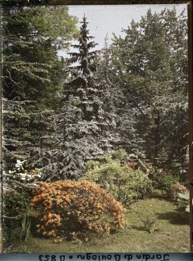 Image représentant Azalées chatoyantes sur fond arboré situé au cœur de la forêt bleue, non loin du marais