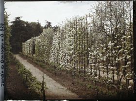 Image représentant Fruitiers palissés en fleurs au bord d'une allée menant vers le sud, au cœur du verger-roseraie