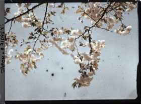 Image représentant Branches de cerisier à fleurs