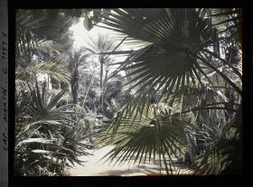 Image représentant le jardin