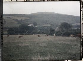 Image représentant Troupeau de vaches