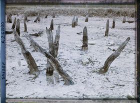 Image représentant Site palafittique préhistorique des Alpes, pieux en bois visibles lors de la baisse des eaux après la grande sécheresse de 1921