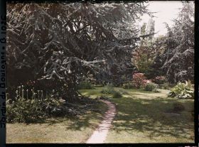 Image représentant Grand cèdre situé au bord du chemin menant vers l'ouest, près du marais entouré de pelouse fleurie