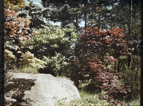 Image représentant Jeunes érables sur le versant arboré situé face à la maison ouest du " village japonais "