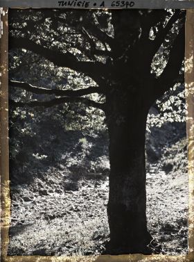 Image représentant Un cours d'eau dans la forêt de chênes