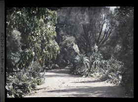Image représentant Allée sinueuse bordée de yuccas et d'acanthes en fleurs