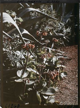 Image représentant le Jardin