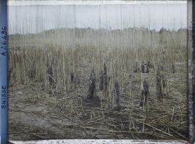 Image représentant Site palafittique préhistorique des Alpes, pieux en bois visibles lors de la baisse des eaux après la grande sécheresse de 1921