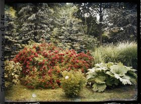 Image représentant Rosiers rouges et gunnera dans la forêt bleue