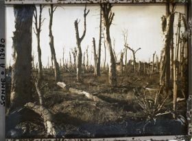 Image représentant France, Chaulnes, Les arbres du Château